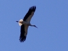 IMGP2567