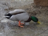 IMGP7966