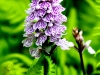 IMGP9261-001