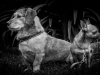 Chester-Basse
