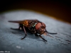 Fluga