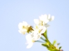 Körsbärsblomster