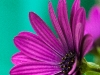 Blomma