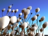 Snowbolls