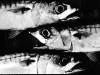 Makrill